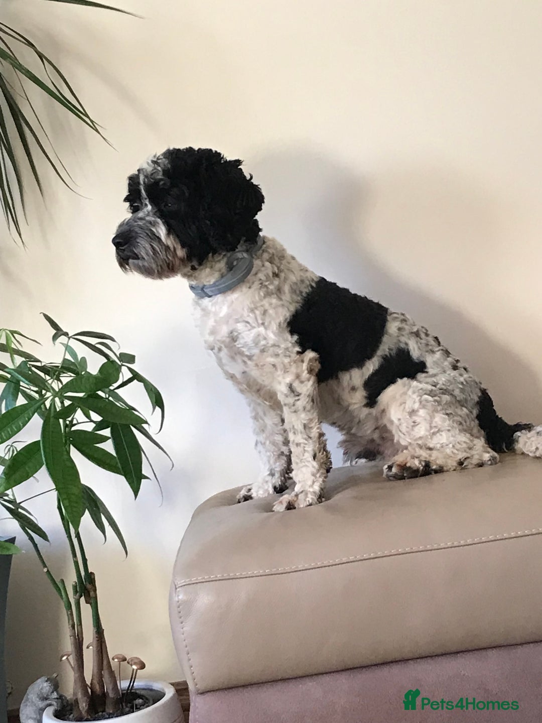 Cockapoo dogs for stud: Bertie the cockapoo available for stud - Advert 5