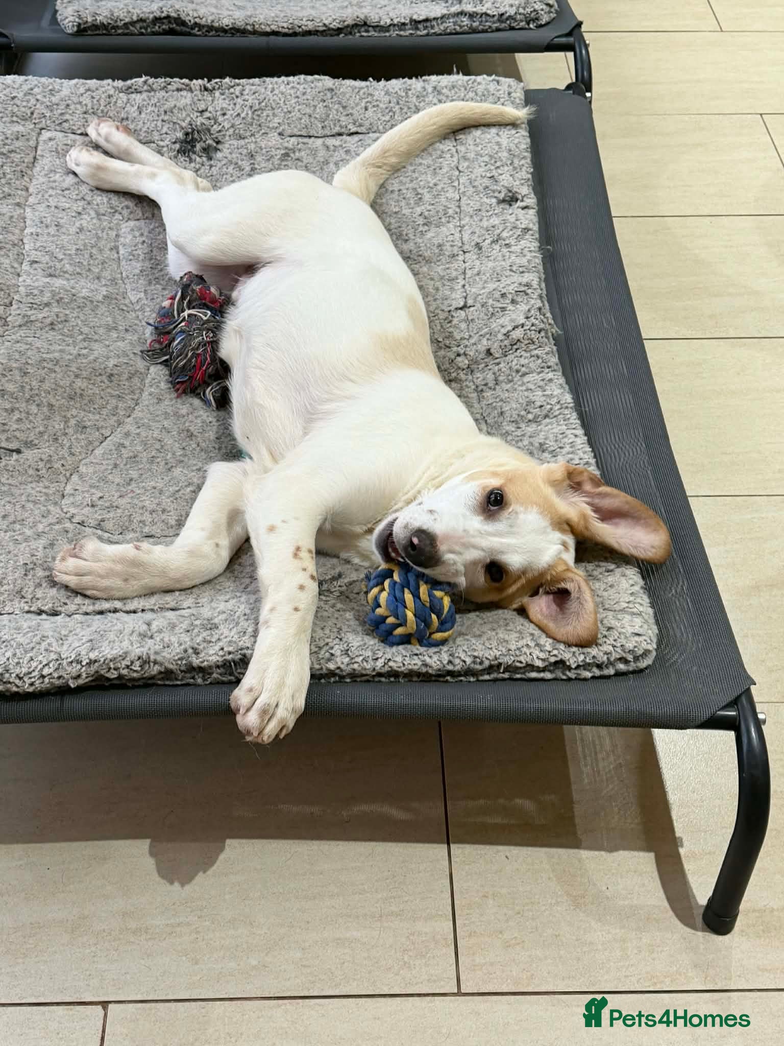 Mixed Breed dogs Milo a gorgeous 5 month old Lab cross Pointer - Advert 1