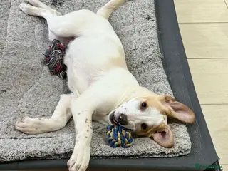 Mixed Breed dogs Milo a gorgeous 5 month old Lab cross Pointer - Advert 1