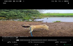 Pug dogs for sale: Loveable pug - Image 1