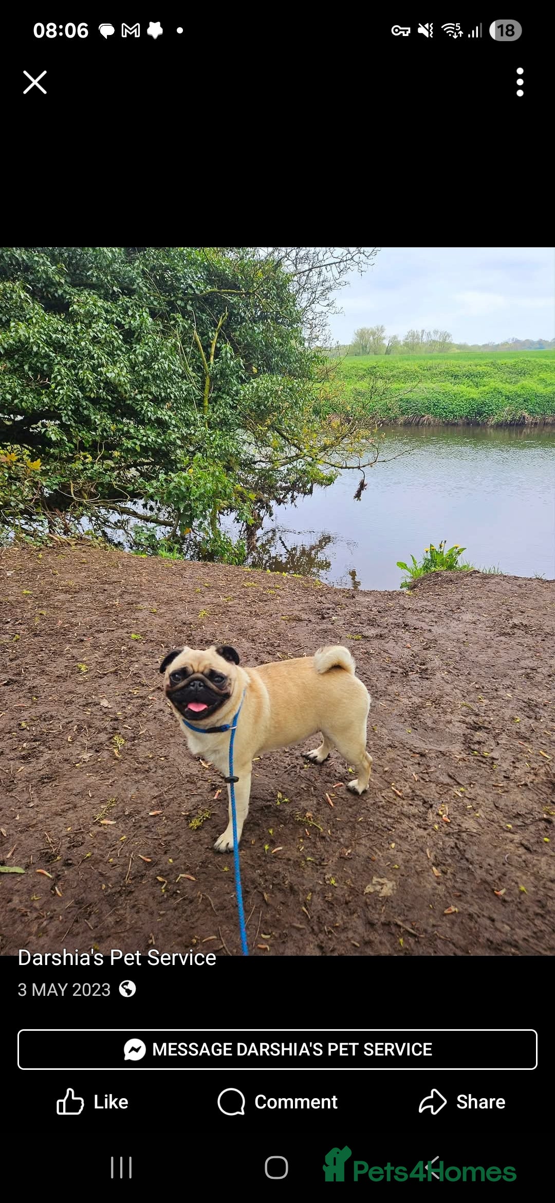Pug dogs for sale: Loveable pug - Image 1