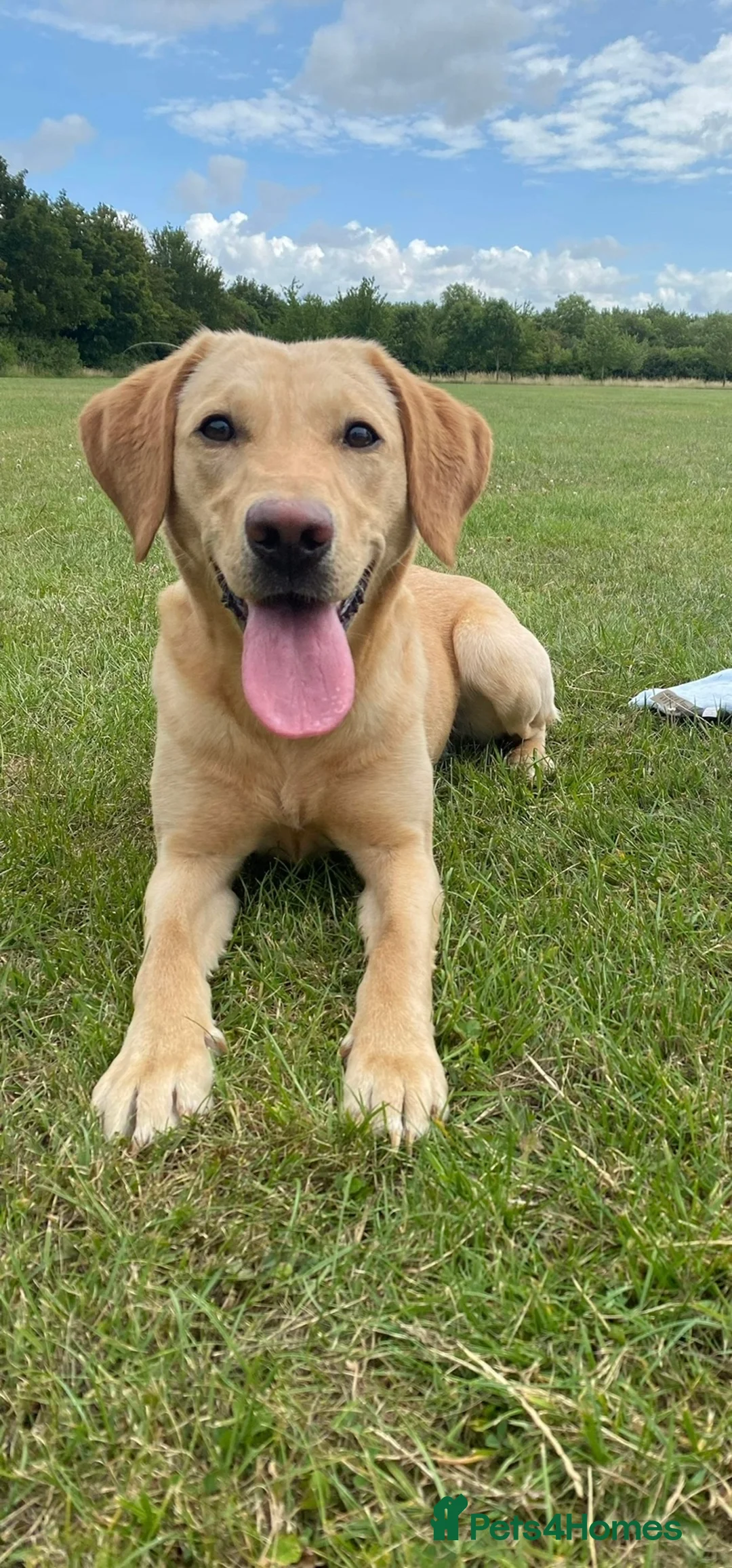Labrador Retriever dogs for sale: Fox red Labrador puppies  in Peterborough - Advert 9