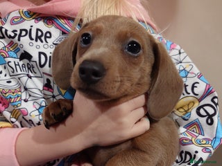Miniature Dachshund dogs Beautiful girl, miniature dachshund - Advert 6