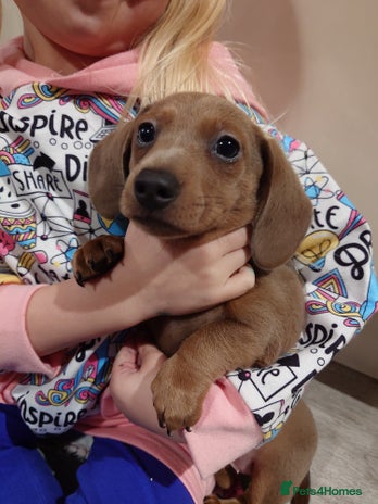 Miniature Dachshund dogs Beautiful girl, miniature dachshund - Advert 1