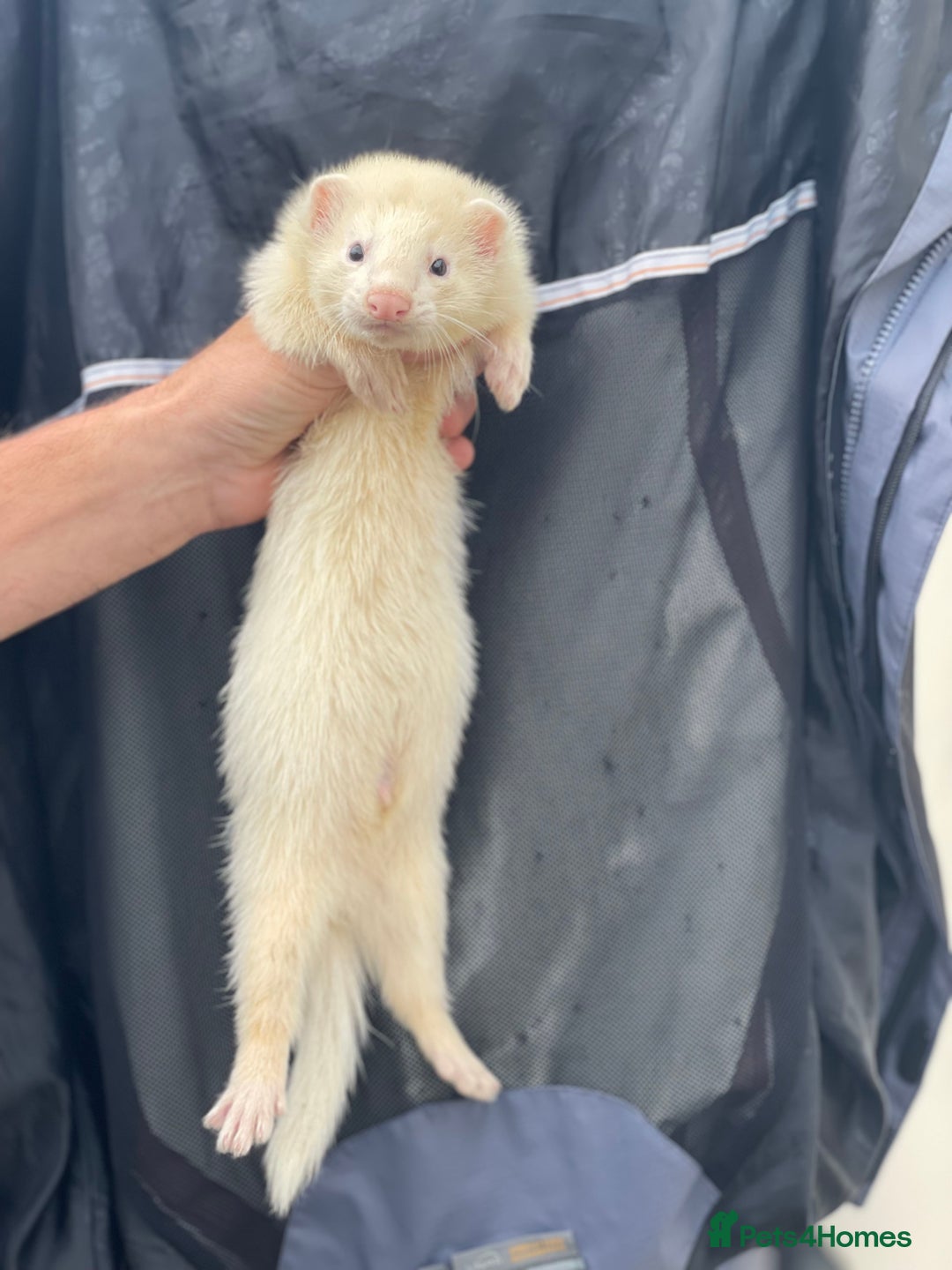 Ferret rodents for sale: Gorgeous baby ferret hob - Image 2