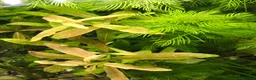 Corys fish for sale: Live aquarium plants*CHEMICAL FREE* - Advert 19