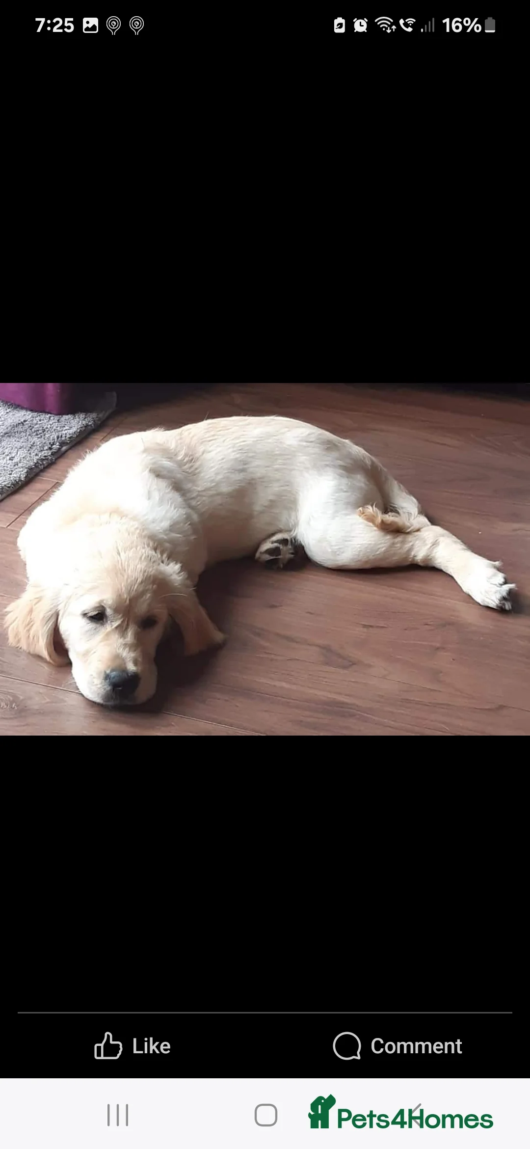 Golden Retriever dogs for stud: exceptional PROVEN dog available for stud  in Northwich - Advert 36