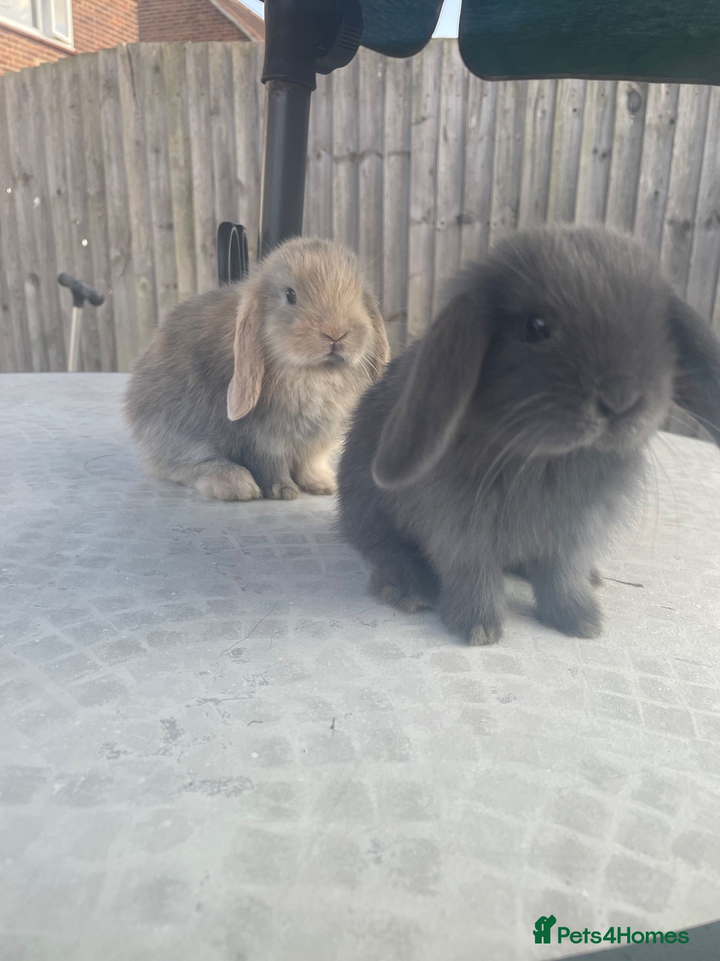 Mini Lop rabbits Mini lop, last bunny left !  - Advert 22