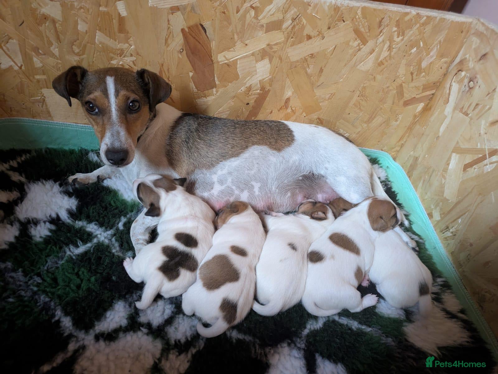 Jack Russell dogs Beautiful Jack Russell litter  - Advert 1