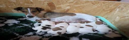 Jack Russell dogs for sale: Beautiful Jack Russell litter  - Advert 1