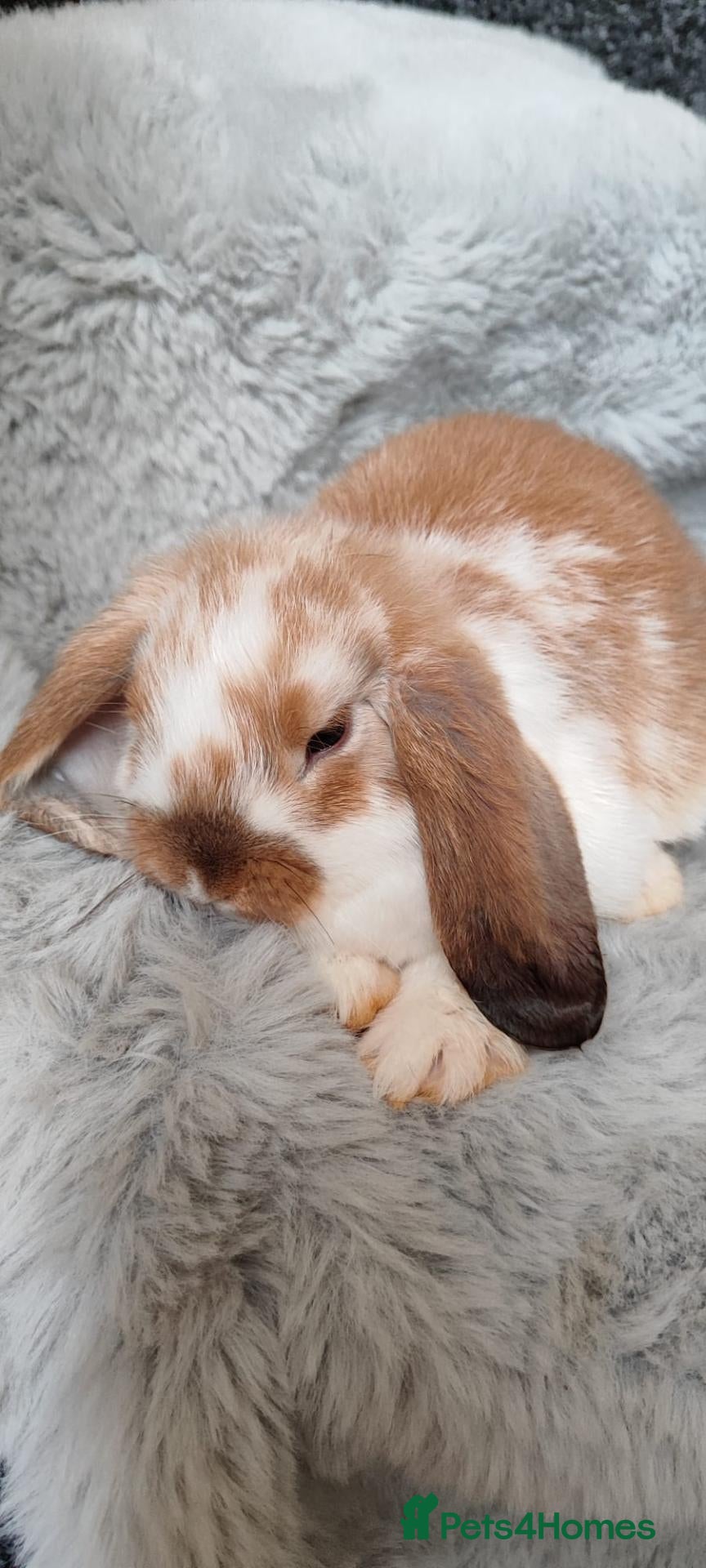 Mini Lop rabbits Beautiful mini lop - Advert 2