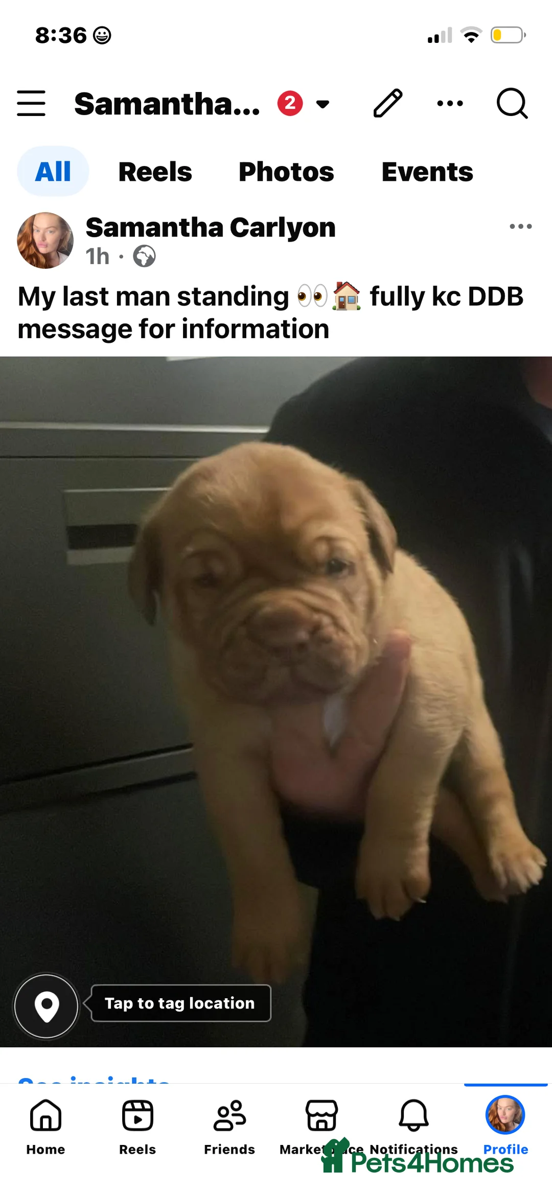 Dogue De Bordeaux dogs for sale: Last boy of the litter - Advert 4