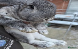 Continental Giant rabbits for sale: Lonely Cross Giant Bunny - Image 4