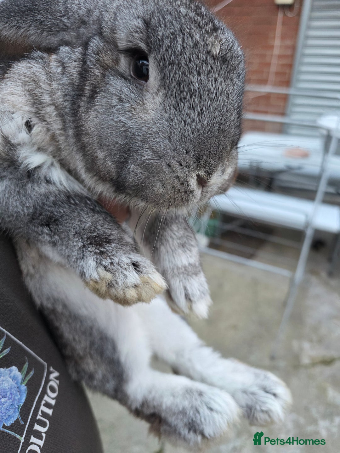 Continental Giant rabbits for sale: Lonely Cross Giant Bunny - Image 4