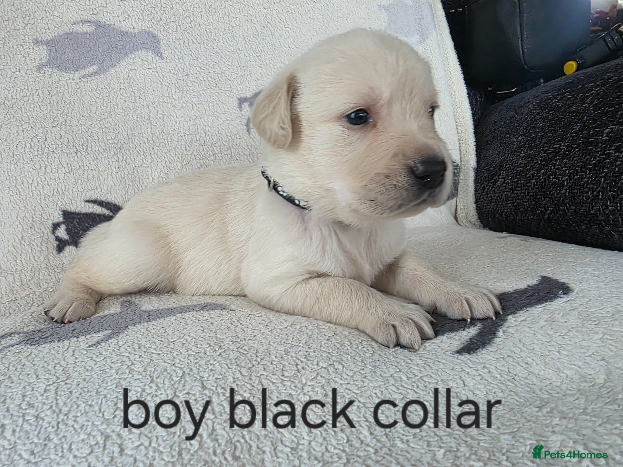 Goldador dogs for sale: retreiver puppys in Newport-on-Tay - Advert 12