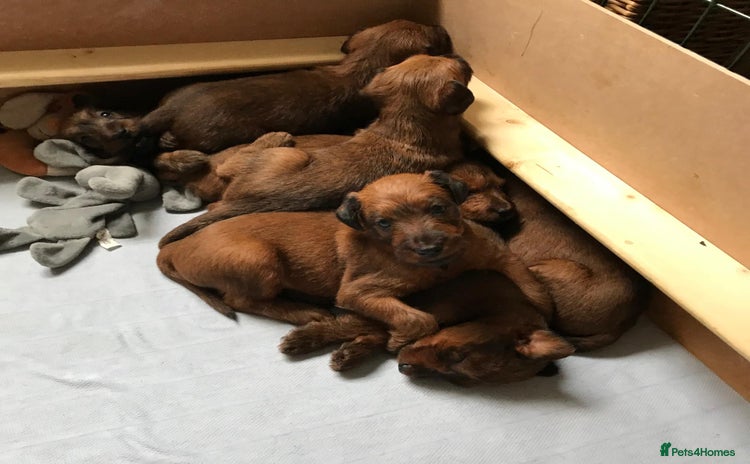 Irish Terrier dogs - Advert 1