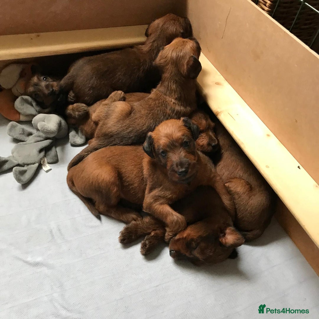 Irish Terrier dogs for sale: Male Irish Terrier Puppies - Image 1