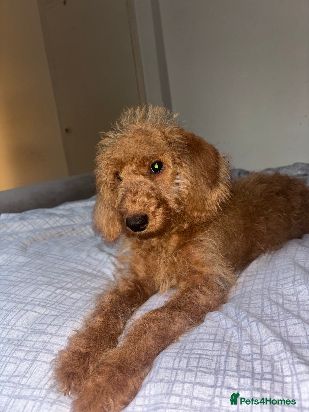 Labradoodle dogs for sale: Beautiful F1b Red Miniature Labradoodle  - Advert 1