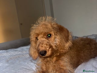 Labradoodle dogs - Advert 27