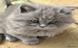 British Longhair cats for sale: British Longhair GCCF Registered  - Image 1