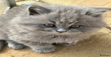 British Longhair cats - Advert 6