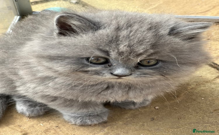 British Longhair cats - Advert 1