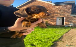 Dachshund dogs for sale: Miniature Dachshund Puppies ⭐️ only two left ⭐️ - Advert 3