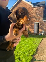 Dachshund dogs Miniature Dachshund Puppies - Advert 3