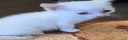 Mixed Breed cats for sale: Ginger, ginger white,white kittens prices vary - Advert 20