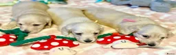 Dachshund dogs for sale: Miniature dachshund extensively health tested - Advert 12