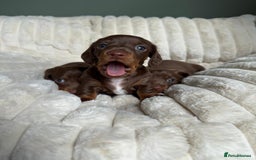 Dachshund dogs for sale: PERFECT MINIATURE DACHSHUNDS BABIES 🐶 - Image 14