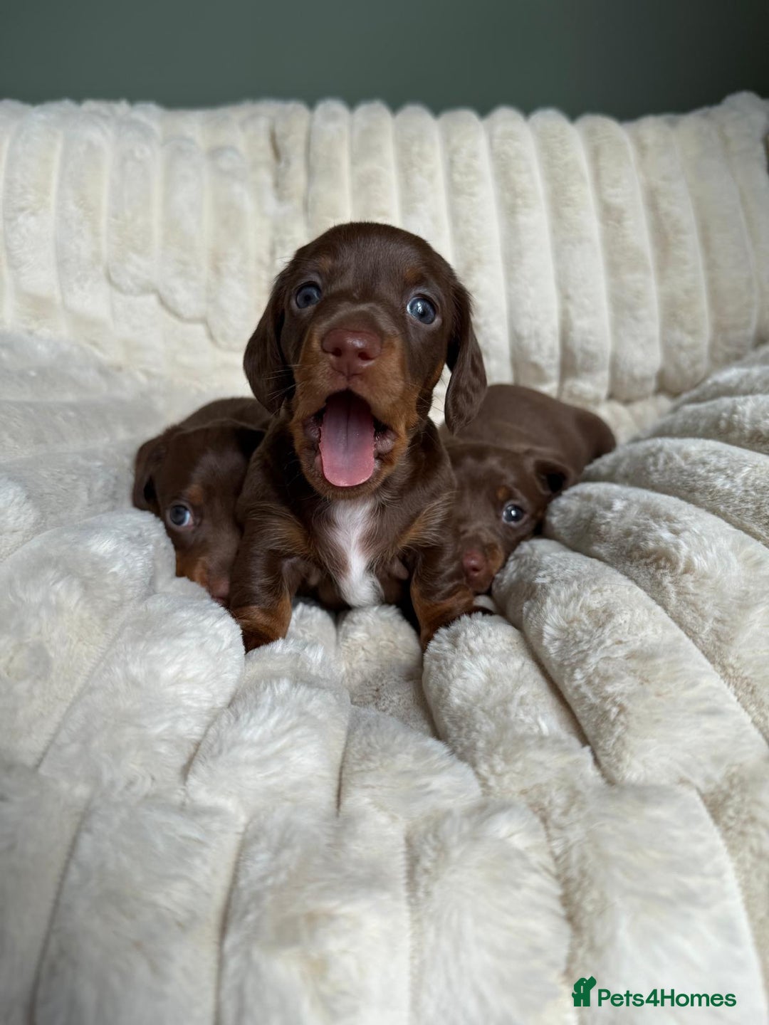 Dachshund dogs for sale: PERFECT MINIATURE DACHSHUNDS BABIES 🐶 - Image 14