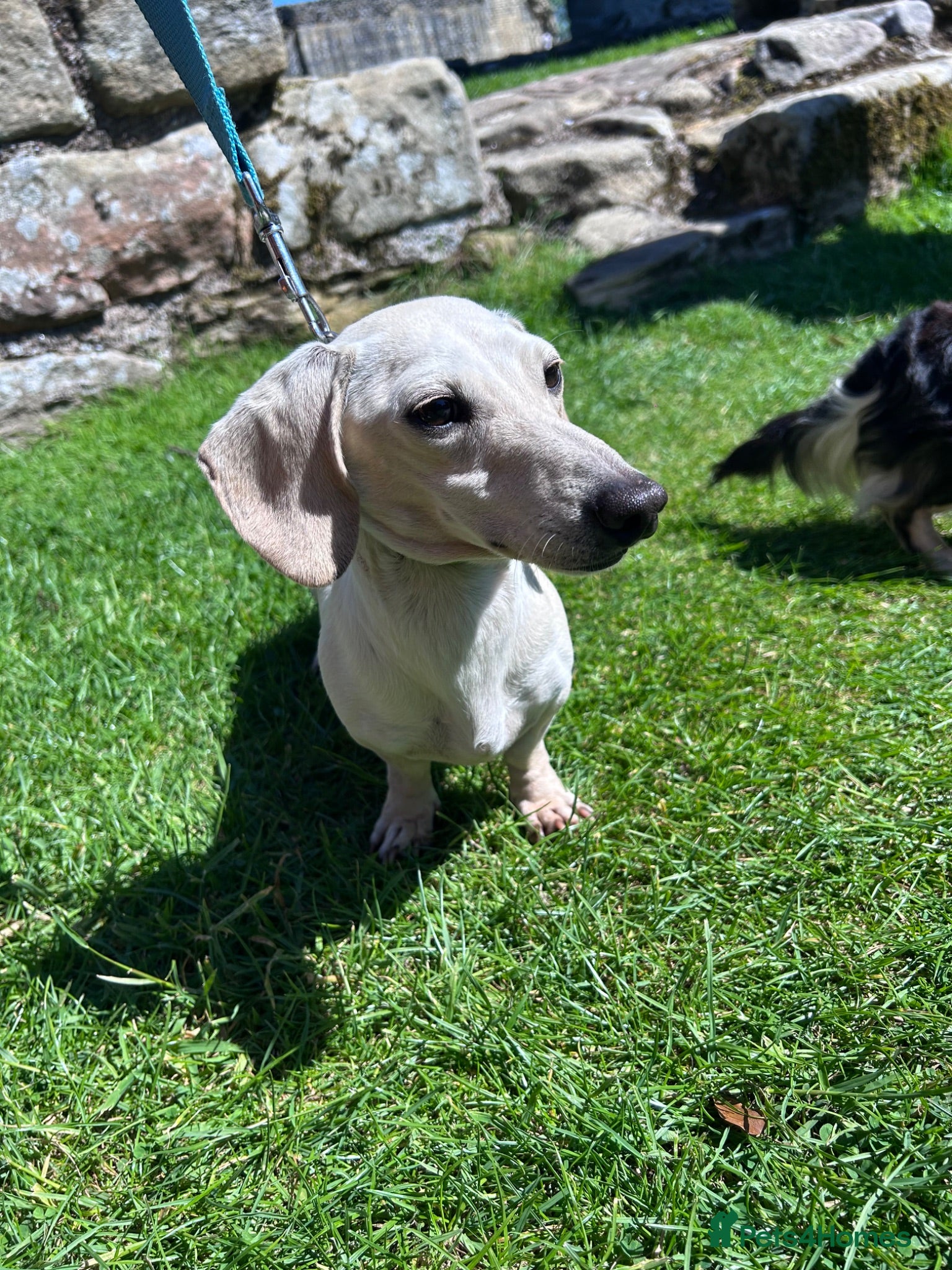 Miniature Dachshund dogs Cream stud for sale  - Advert 9