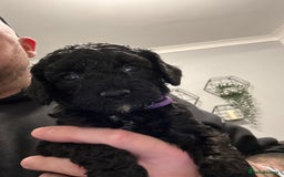 Cavapoo dogs for sale: Mini CavaPoos - Advert 7