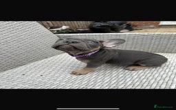French Bulldog dogs for sale: READY NOW!! French Bulldog Puppies!! - Advert 14