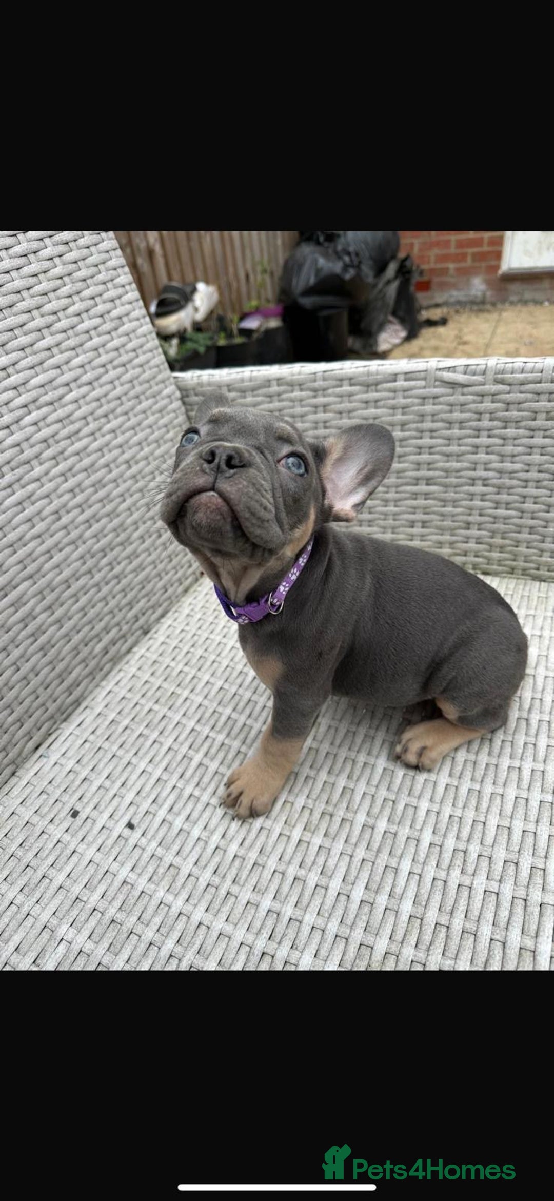 French Bulldog dogs for sale: READY NOW!! French Bulldog Puppies!! - Advert 14