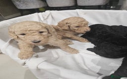 Standard Poodle dogs for sale: Stunning 5* Standard chunky poodle puppies 🐶  - Image 16