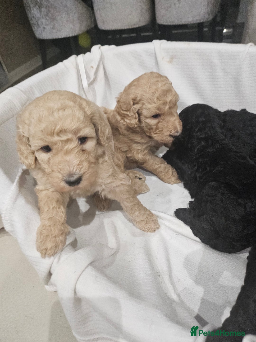 Standard Poodle dogs for sale: Stunning 5* Standard chunky poodle puppies 🐶  - Image 16