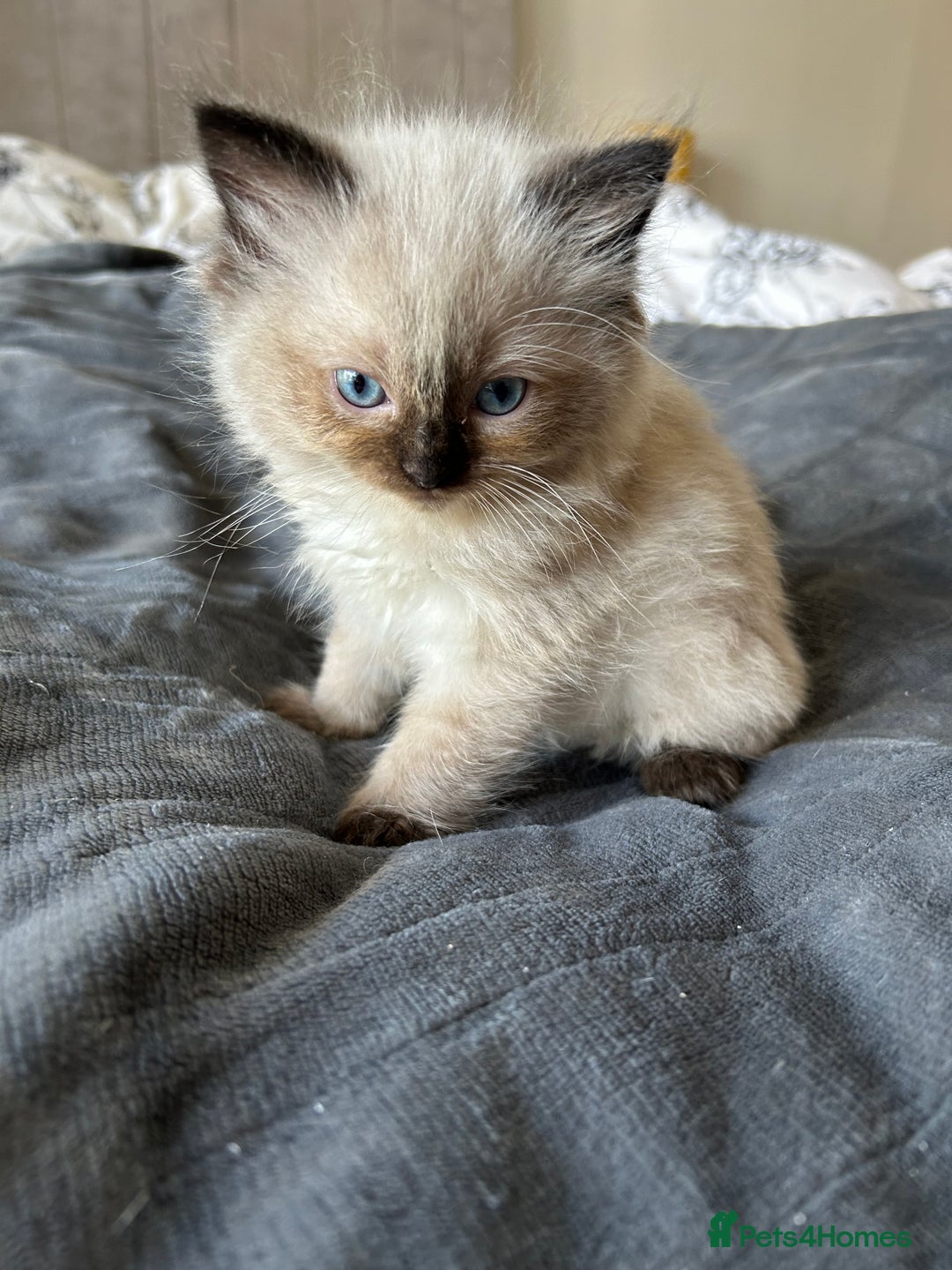Ragdoll cats for sale: Beautiful chunky ragdoll Kitten - Image 4