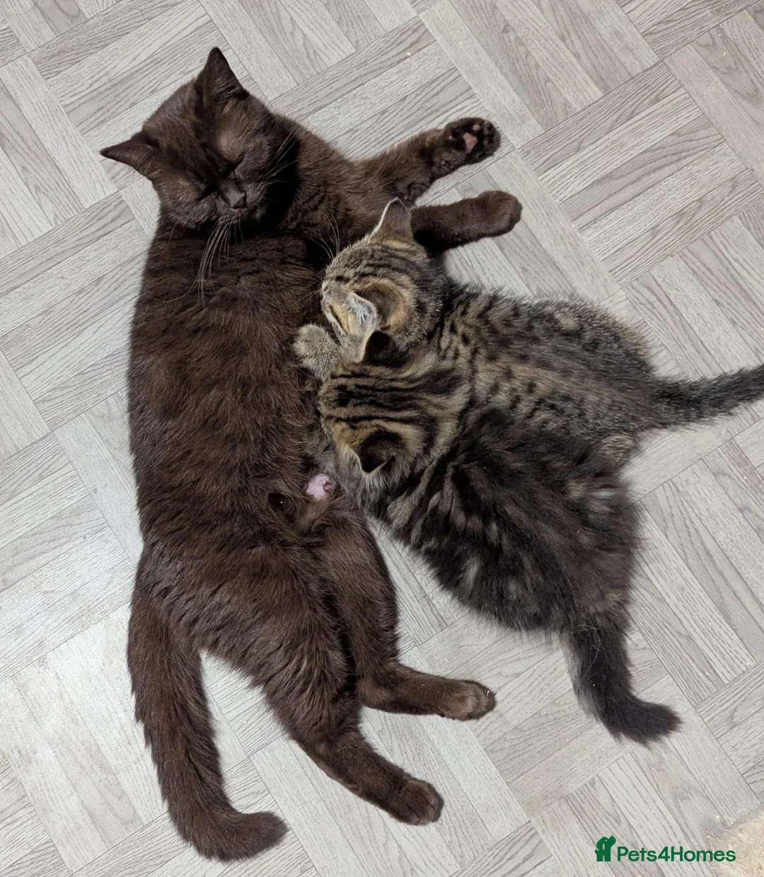 Mixed Breed cats for sale: Stunning BSH x Chinchilla Persian kittens Boy&Girl - Advert 2