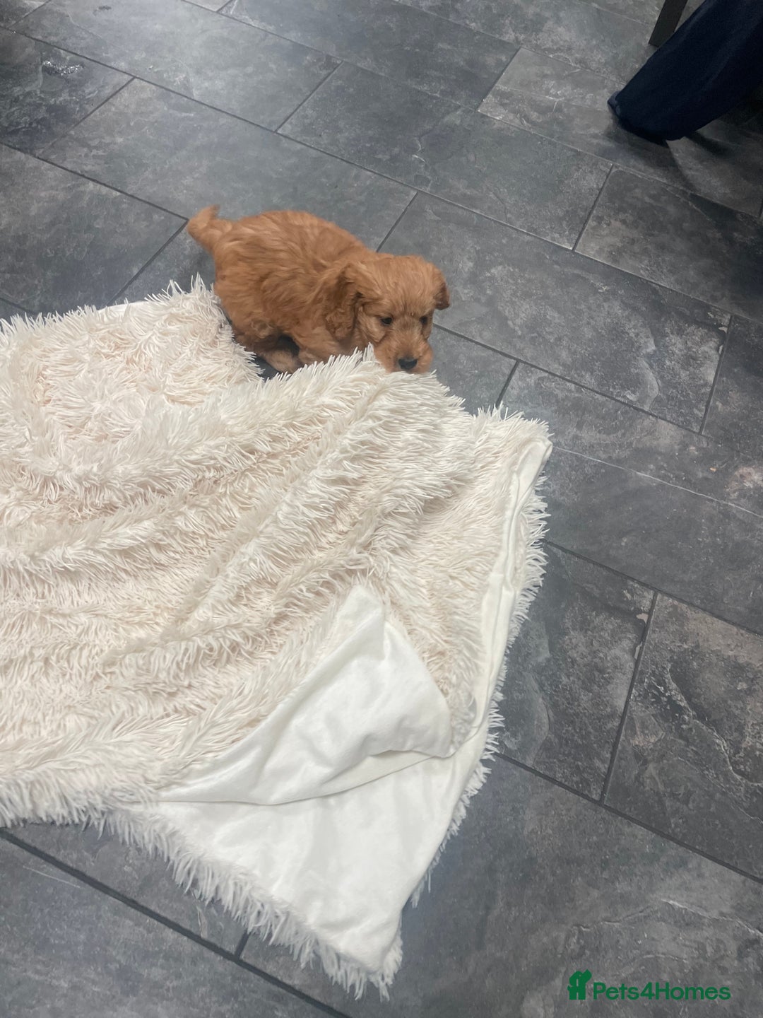 Cockapoo dogs for sale: Beautiful cockerpoo boy  - Image 2