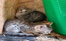 Bengal cats for sale: Bengal cross kittens - Image 7
