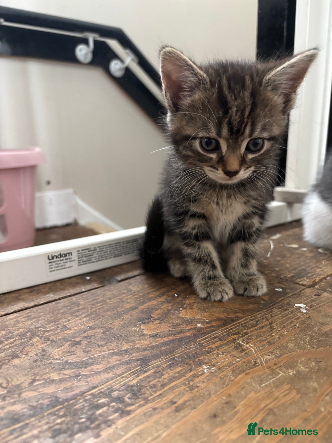 Mixed Breed cats for sale: Female cat - Image 1