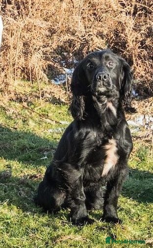 Alfie