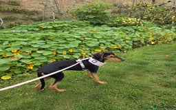 Mixed Breed dogs for adoption: Rosie Bud adorable puppy - Image 11