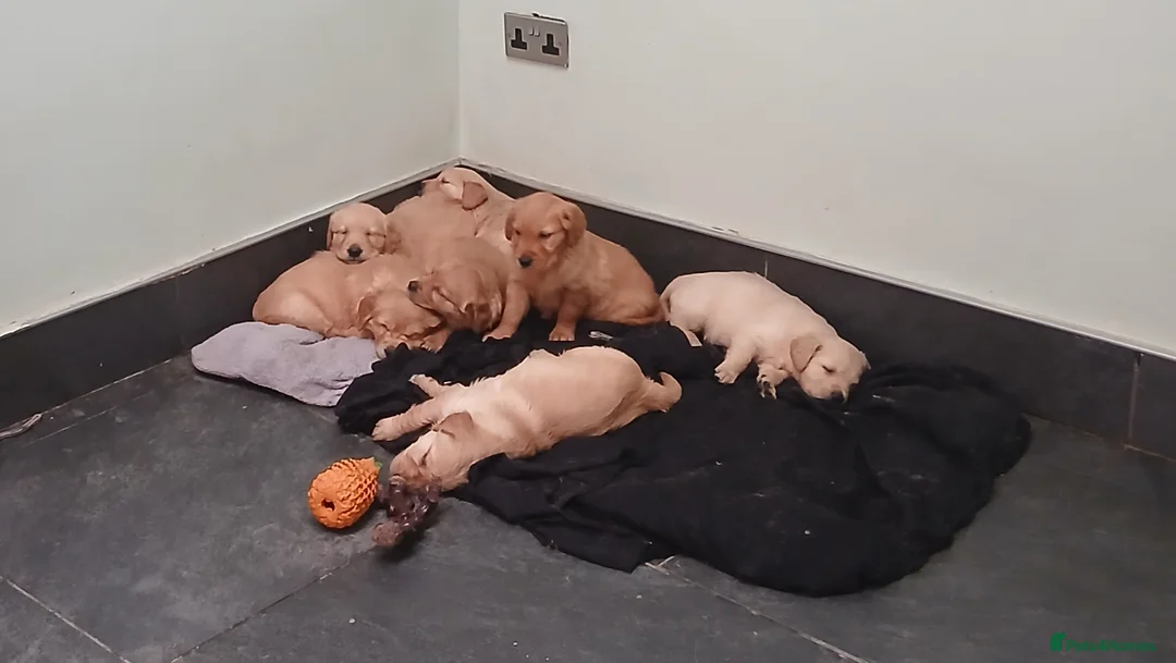 Golden Retriever dogs for sale: Chunky KC registered golden retrievers  - Advert 18