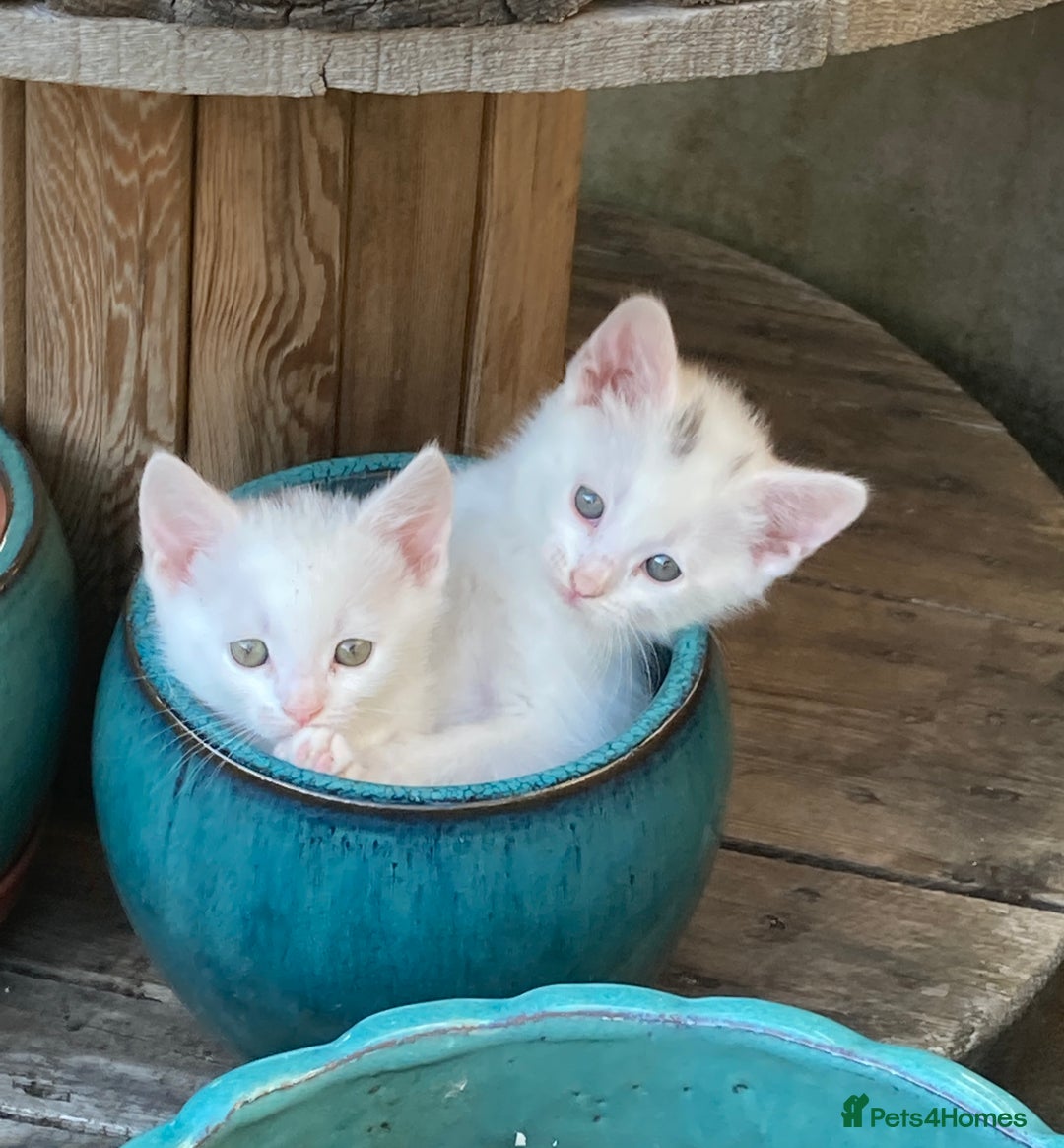 Turkish Van cats for sale: Gorgeous & Loving Turkish Van Kittens - Image 38