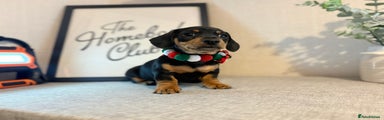 Miniature Dachshund Boy 2
