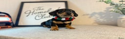 Miniature Dachshund dogs for sale: Miniature Dachshunds dapple. KC reg 4th Jan - Advert 15