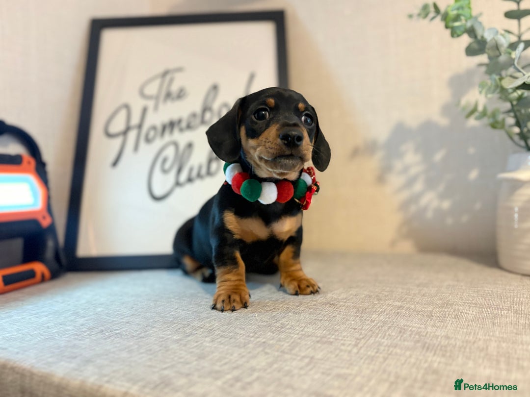 Miniature Dachshund dogs for sale: Miniature Dachshunds dapple. KC reg 4th Jan - Advert 15